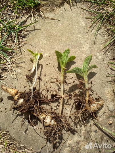 Стахис съедобный - китайский артишок