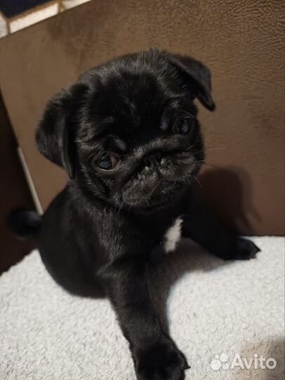 Щенки бронь