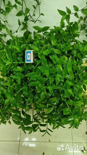 Традесканция (горшок с цветком)