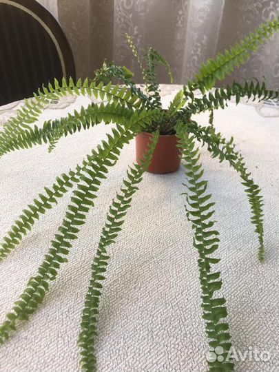 Папоротник Нефролепис (Nephrolepis) кудрявый