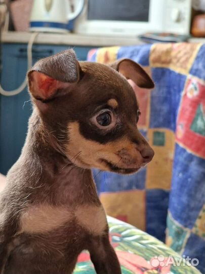 Тоечка девочка