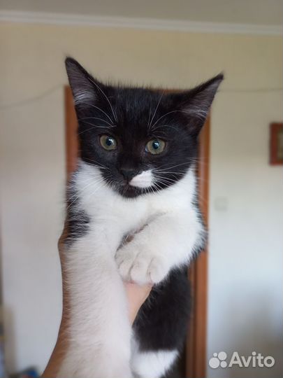 Интересные котята