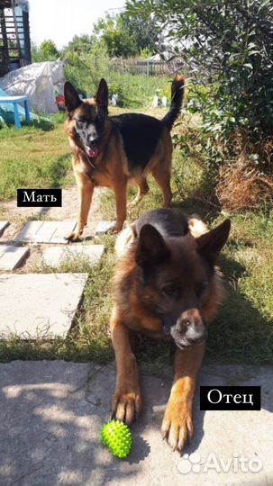 Продам щенков немецкой овчарки
