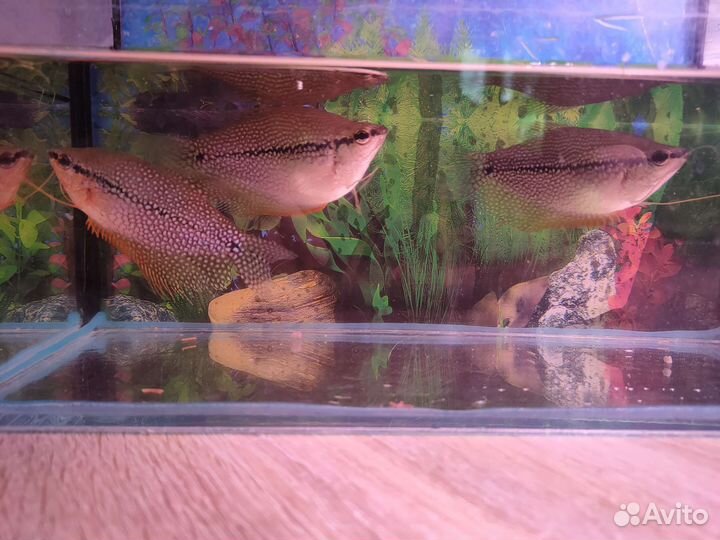 Аквариумные рыбки и растения