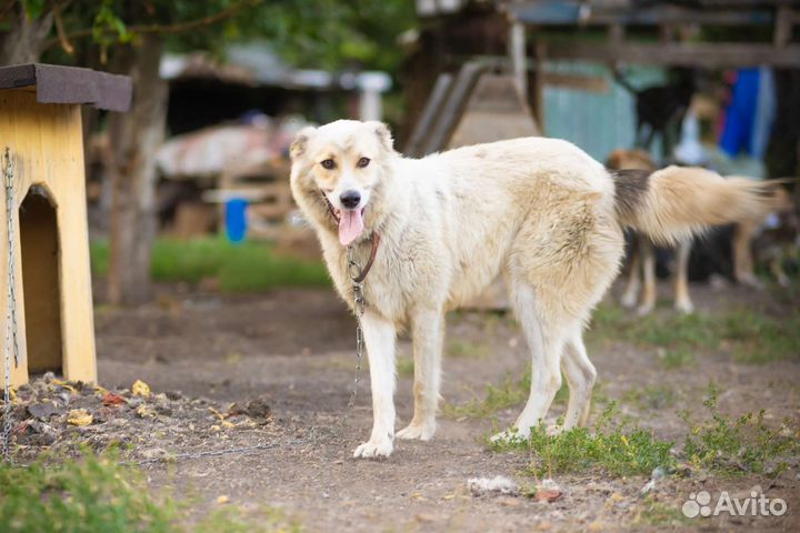 Собака в добрые руки