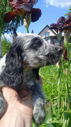 Щенки русского спаниеля