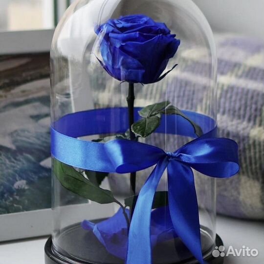 Роза в колбе (живые розы в колбе)