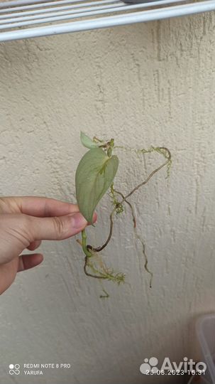 Сциндапсус Сильвер Энн