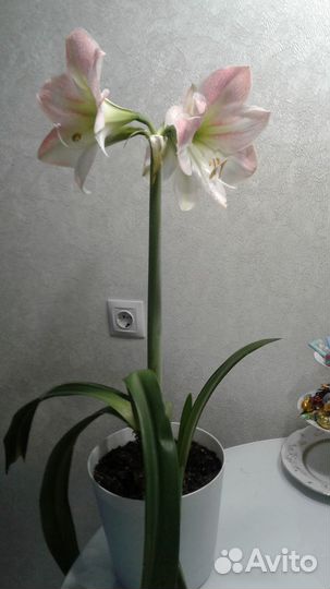 Гиппеаструм