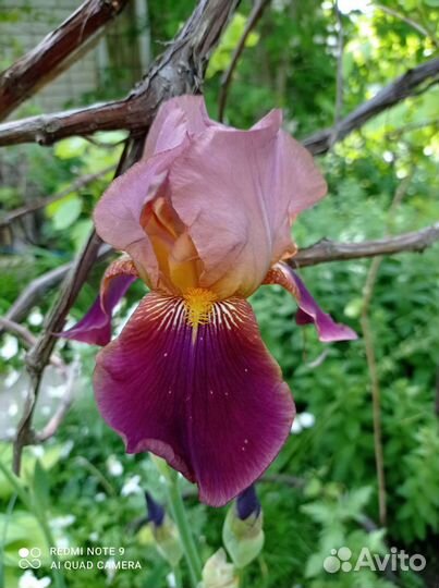 Ирисы, Лилейник оранжевый