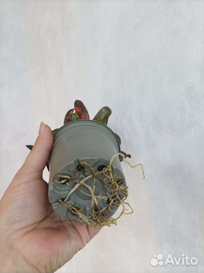 Кодиеум(кодиум, кротон) ред банана