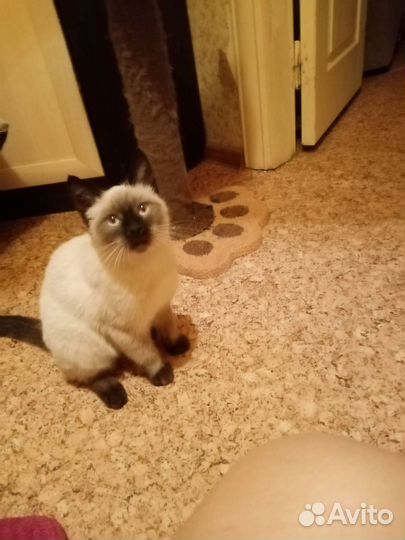 Сиамский котик