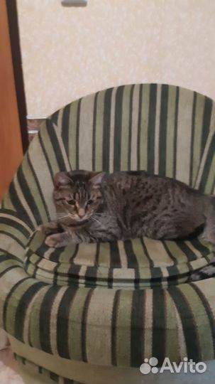 Домашний кот