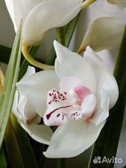 Орхидея цимбидиум