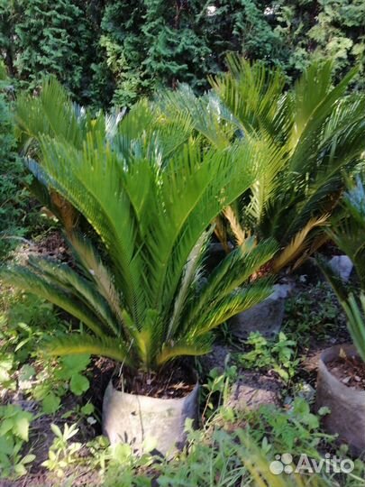 Пальма разные размеры