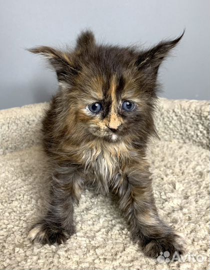 Девочка Мейн Кун