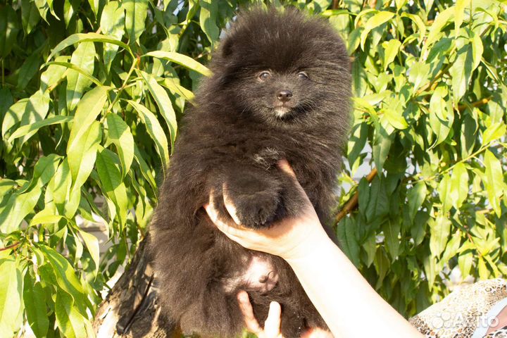 Щенки шпица