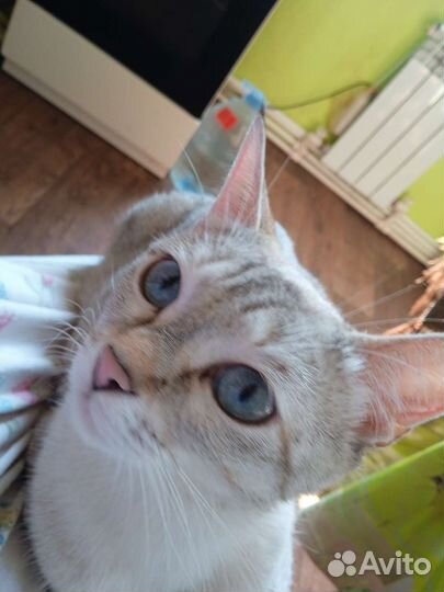 Котенок породы охос азулес