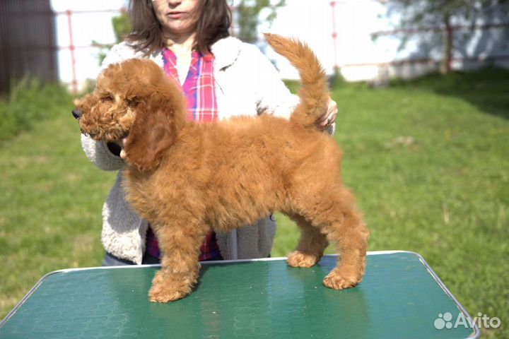 Щенки малого пуделя абрикосового окраса, РКФ