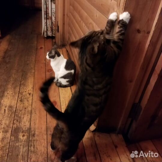 Котам нужен дом