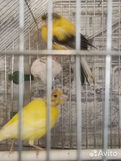 Кенар и канарейка