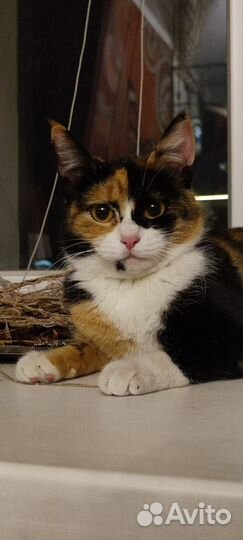 Кошка в добрые руки