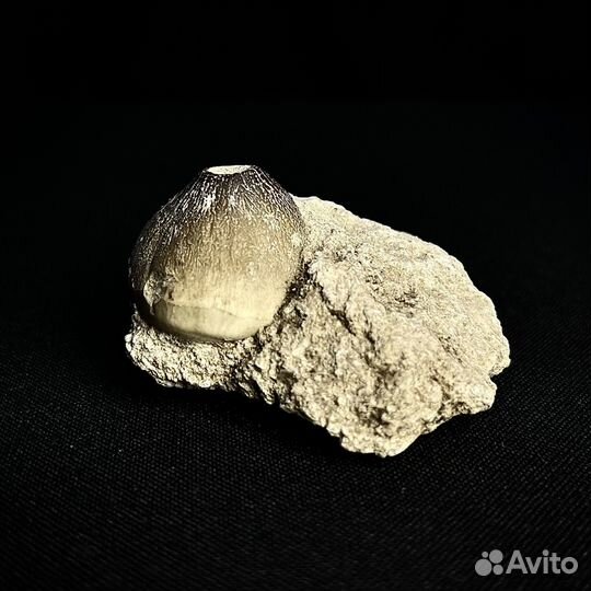 Зуб Мозазавра окаменелость ископаемый