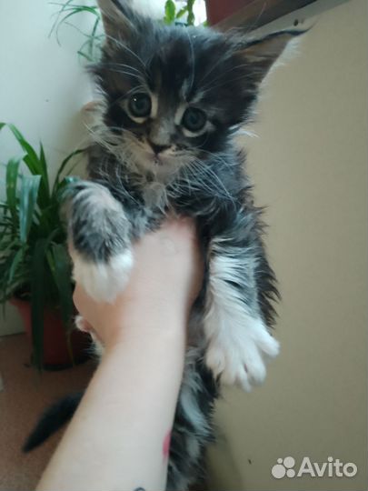 Котята мейн-кун