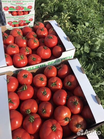 Помидоры сливка, круглый оптом