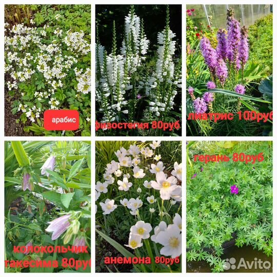 Ирисы, хосты, лилейники и др