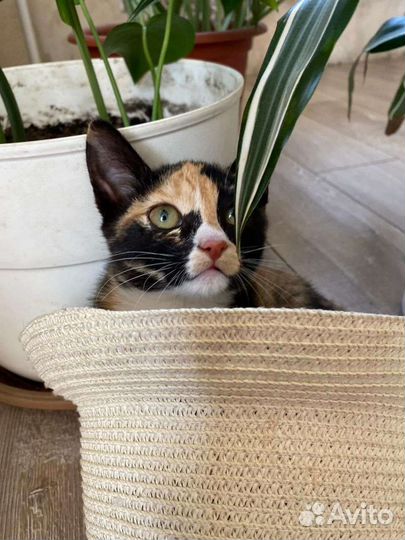 Малышки ищут дом