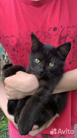 Котята в добрые руки даром