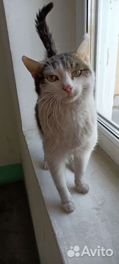 Кошечка Лулу самая ласковая девочка