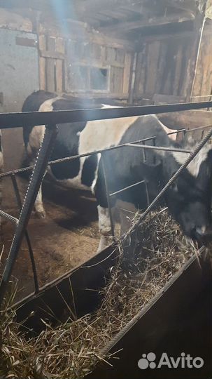 Быки на мясо