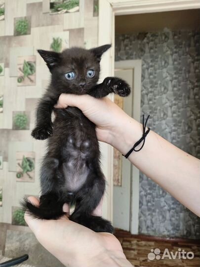 Котодети