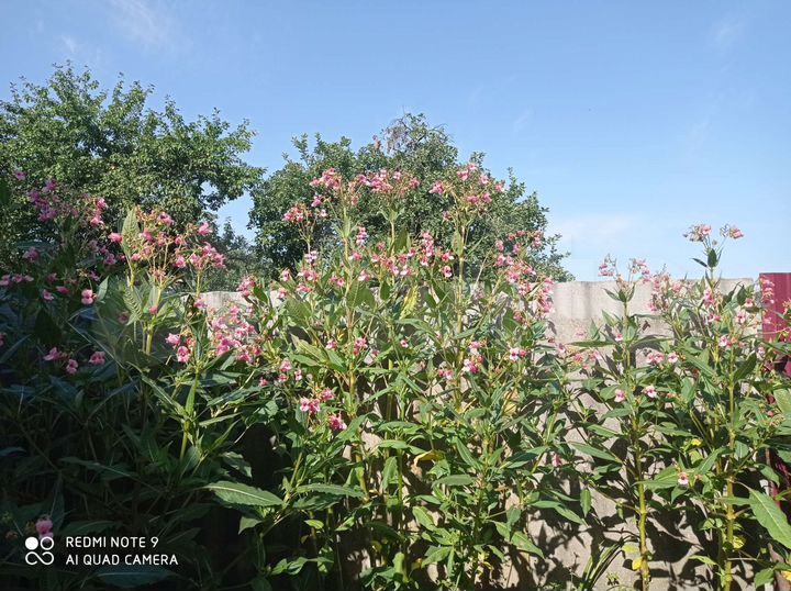 Дом 66 м² на участке 48 сот.