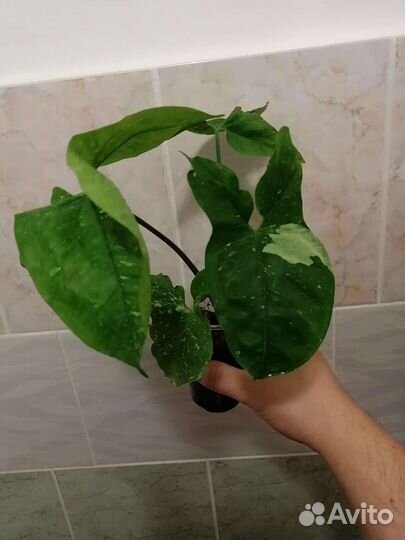Сингониумы сортовые