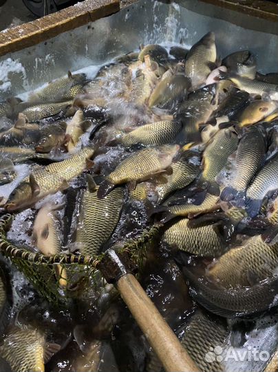 Живая рыба оптом карп
