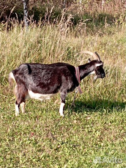 Коза дойная