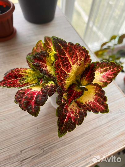 Колеус аватар