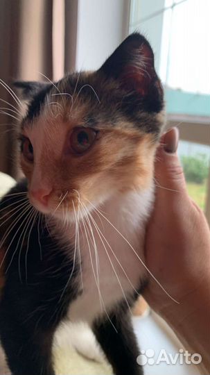 Девочка в добрые руки