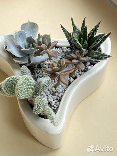 Кактусы и суккуленты