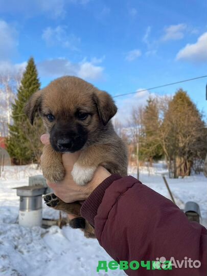 Щенки хотят домой