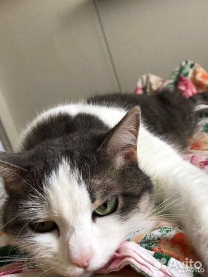 Передержка животных кошек зооняня