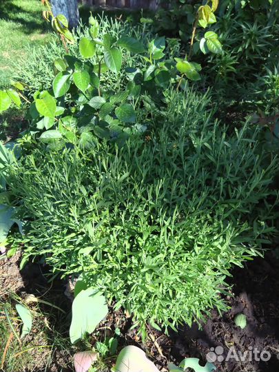 Лаванда саженцы