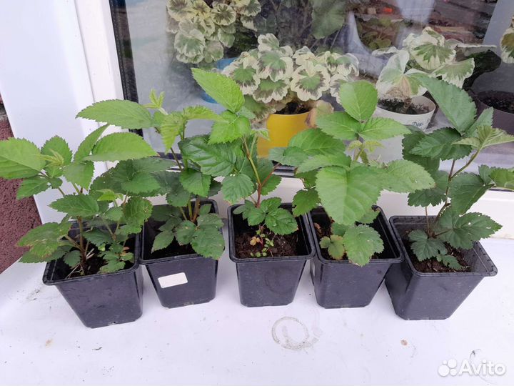 Саженцы ремонтатной ежевики