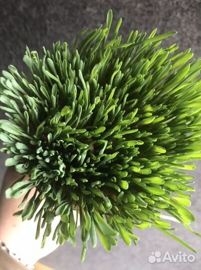 Быстрый газон. Пророщенный овес. Зелень для декора