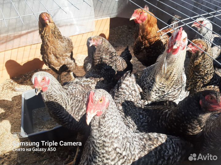 Куры и петухи брама