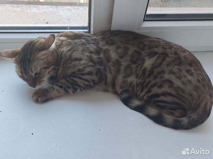 Бенгальская кошка