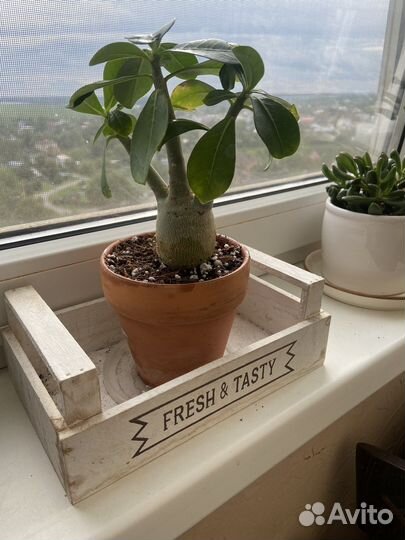 Адениум(Adenium)роза пустыни